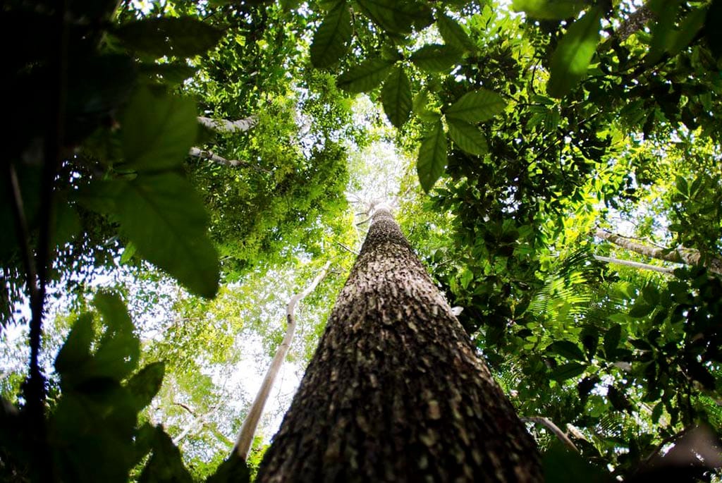Florestas plantadas no Brasil alcançam 10 milhões de hectares em 2019