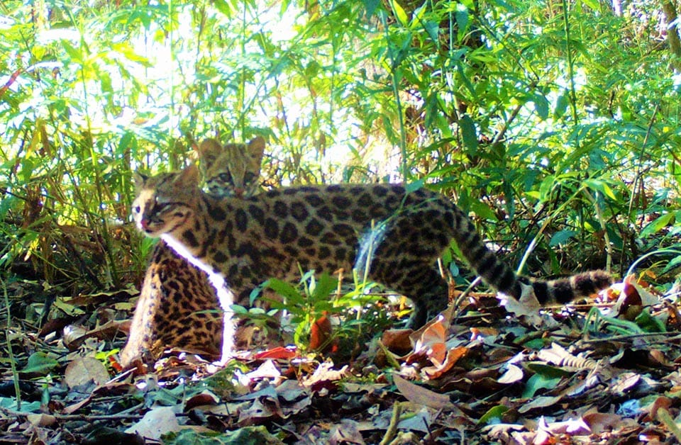 Espécie rara de gato silvestre é encontrada em área da Cenibra
