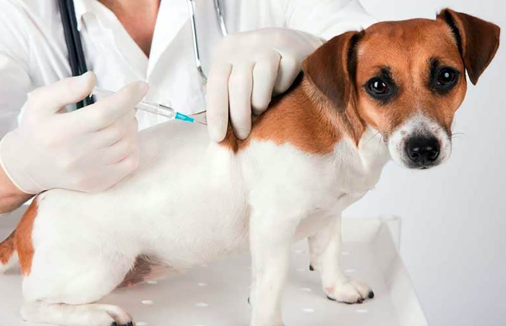 Ipatinga busca parceria para vacinação gratuita de cães