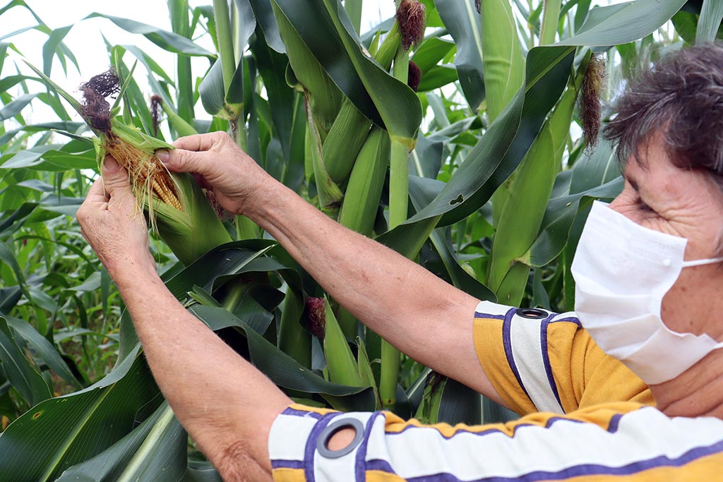 Projeto agrícola parceiro da Cenibra produz 100 toneladas de alimentos por ano
