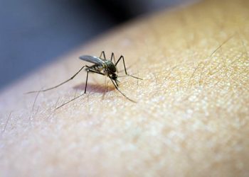 Ministério da Saúde alerta para riscos de dengue no período chuvoso