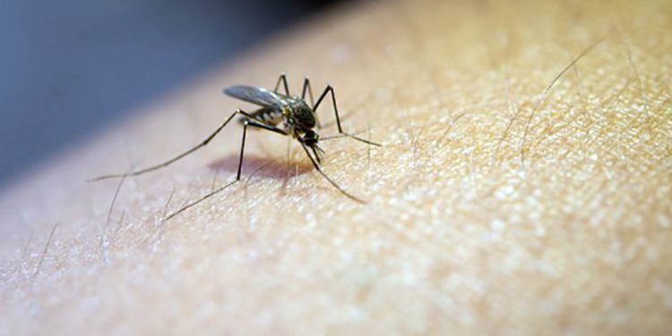 Ministério da Saúde alerta para riscos de dengue no período chuvoso