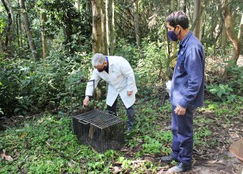 Cebus devolveu 129 animais silvestres à natureza neste ano