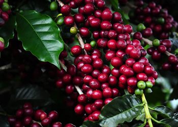 Ipatinga sedia mostra ‘Estação Cafés Especiais’