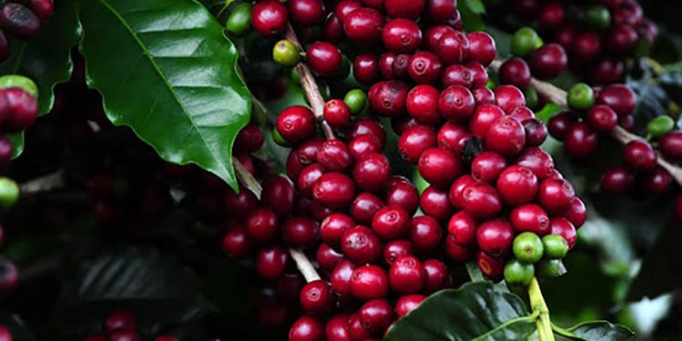 Ipatinga sedia mostra ‘Estação Cafés Especiais’