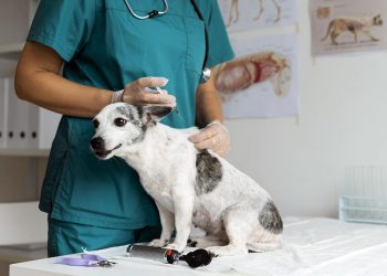 Ipatinga é parceira de ONG protetora de animais na aplicação de vacinas