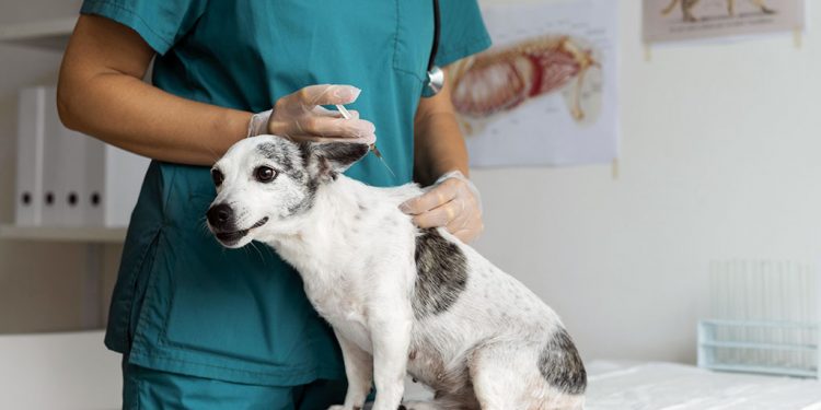 Ipatinga é parceira de ONG protetora de animais na aplicação de vacinas