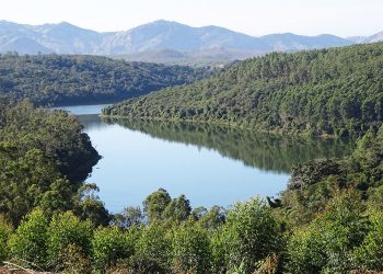 Cenibra investe em boas práticas de conservação da biodiversidade e dos recursos hídricos