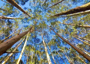 Fiemg promove capacitação sobre Legislação Ambiental