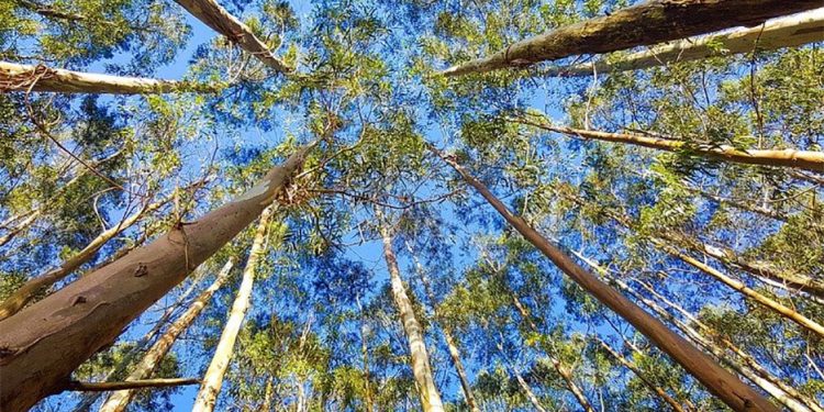 Fiemg promove capacitação sobre Legislação Ambiental