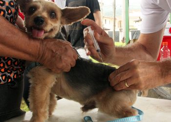 Fabriciano inicia vacinação antirrábica de cães e gatos