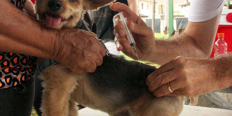 Fabriciano inicia vacinação antirrábica de cães e gatos