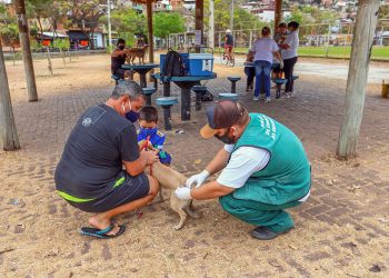 Ipatinga realiza Dia D de Vacinação Antirrábica Animal no sábado