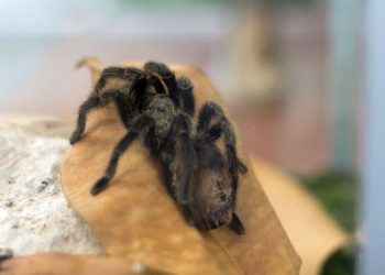 Período de chuvas aumenta os riscos de acidentes com animais peçonhentos