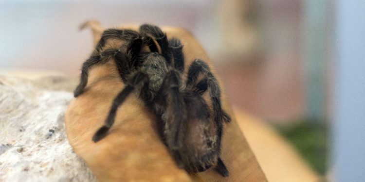 Período de chuvas aumenta os riscos de acidentes com animais peçonhentos