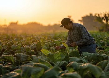Aposentadoria rural e salário-maternidade passam a ter análise automática