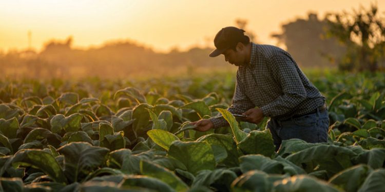 Aposentadoria rural e salário-maternidade passam a ter análise automática