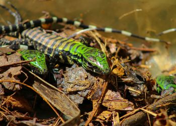 Cebus reintegra animais silvestres à natureza