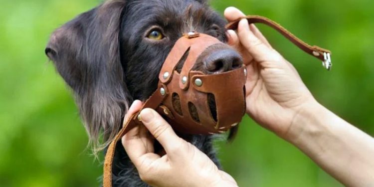 Sesuma orienta sobre normas para transitar com animais em parques de Ipatinga