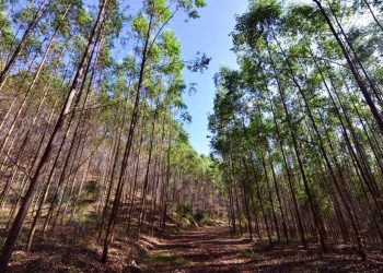 Cenibra contrata trabalhadores para área florestal