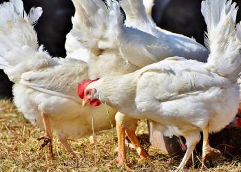 Gripe aviária: saiba onde estão as aves da indústria de alimentos no Brasil