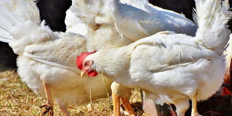 Gripe aviária: saiba onde estão as aves da indústria de alimentos no Brasil
