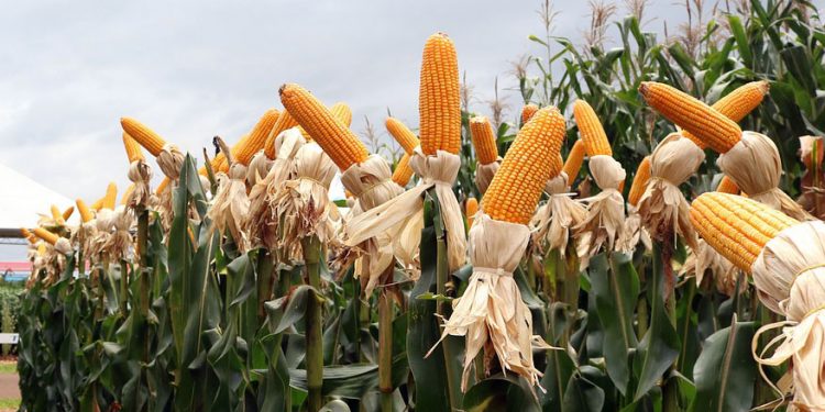 Fornecedora de insumos agrícolas indeniza cliente por sementes vencidas