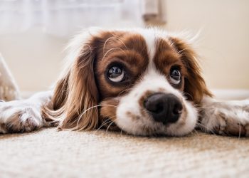 Veterinários listam 5 brinquedos caseiros que podem ser mortais para cães