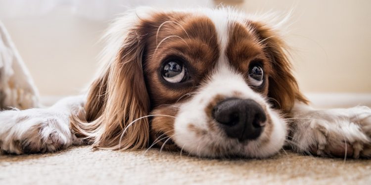 Veterinários listam 5 brinquedos caseiros que podem ser mortais para cães
