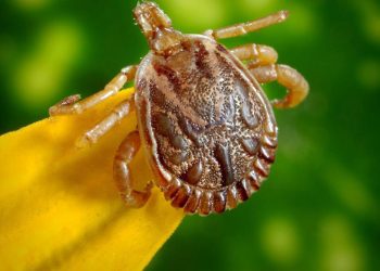 Confirmados casos suspeitos de Febre Maculosa em Ipatinga