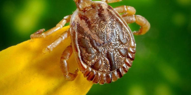 Confirmados casos suspeitos de Febre Maculosa em Ipatinga