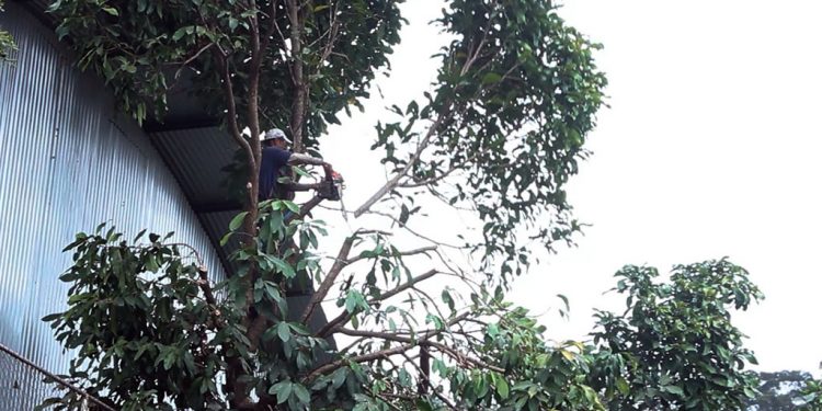 Prefeitura de Timóteo promove capacitação em manejo de arborização urbana