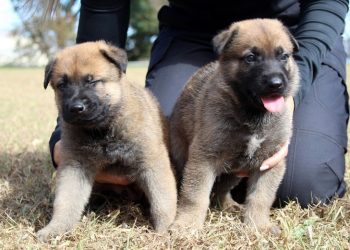 Escolha os nomes dos novos cães da Polícia Civil de Minas Gerais