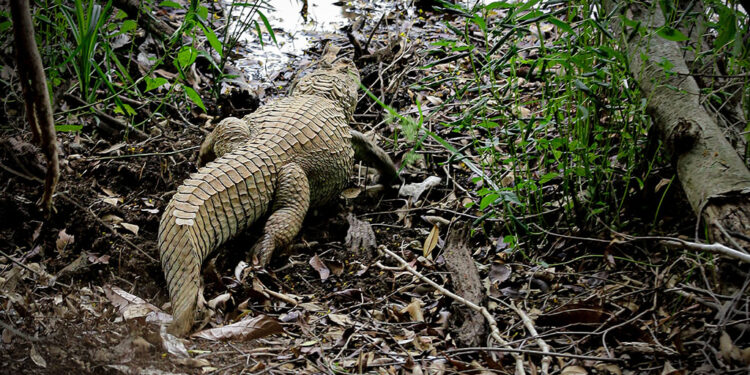 Jacaré resgatado em Coronel Fabriciano é devolvido à natureza