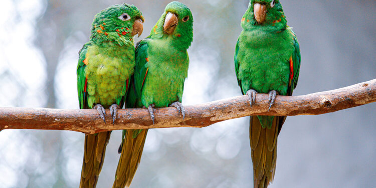 Cebus apresenta balanço anual do Programa de Reabilitação da Fauna Sem Lar