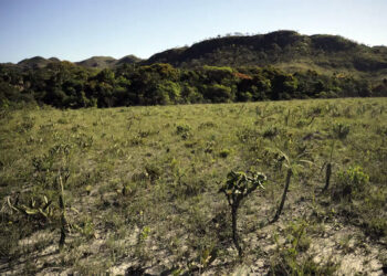 Sob governo Lula desmatamento cresce 43% no Cerrado em 2023, aponta Inpe
