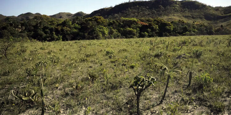 Sob governo Lula desmatamento cresce 43% no Cerrado em 2023, aponta Inpe
