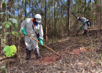 Cenibra abre mais de 80 vagas para trabalhar no cultivo do eucalipto