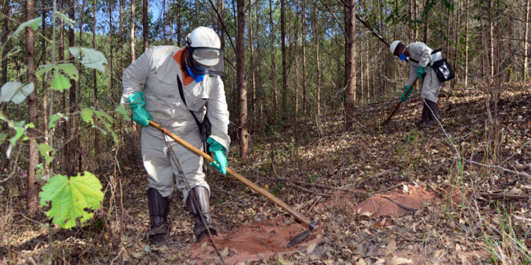 Cenibra abre mais de 80 vagas para trabalhar no cultivo do eucalipto