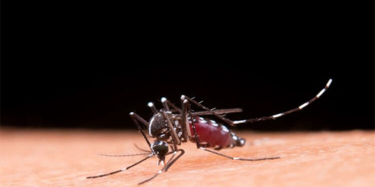 Minas enfrenta a pior epidemia de dengue da sua história, diz secretário