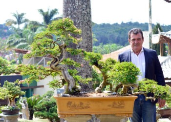 Evento Bonsai 2024 reúne especialistas em cultivo, atrações internacionais e premiações