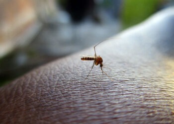 Brasil ultrapassa 5 milhões de casos prováveis de dengue em 2024