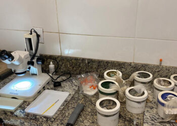 Fabriciano realiza estudo do mosquito transmissor da febre Oropouche