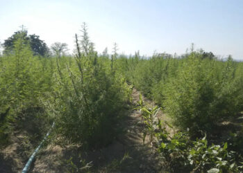 STF fixa 40g de maconha para diferenciar usuário de traficante