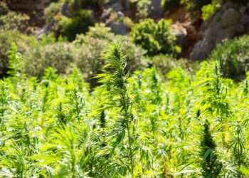 Pesquisa revela que o Brasil lidera ranking de tráfico de drogas