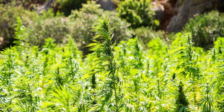 Pesquisa revela que o Brasil lidera ranking de tráfico de drogas