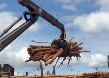 Projeto pioneiro da Cenibra promove sustentabilidade na colheita florestal