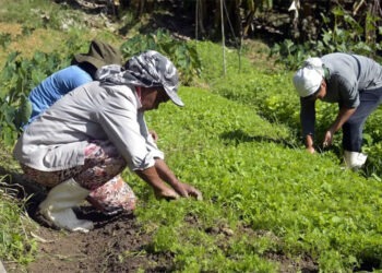 Governo destina R$ 1,8 bi para reduzir dívidas de agricultores do RS