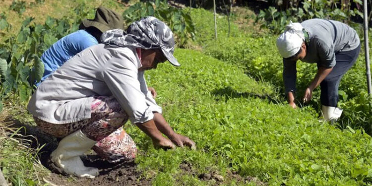Governo destina R$ 1,8 bi para reduzir dívidas de agricultores do RS