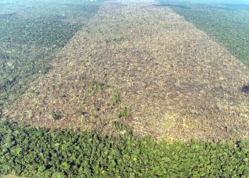 Catástrofe: Brasil perdeu um terço de sua vegetação nativa